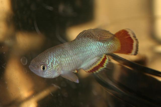 Nothobranchius neumanni Nyandekwa TSTS 2012-12