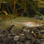 Aplocheilus blockii 'Alappuzha'