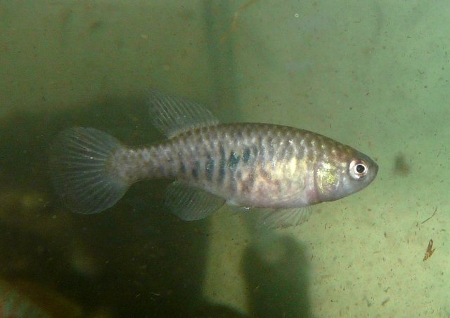 Simpsonichthys picturatus 'Ibotirama BSFS 08-02' 