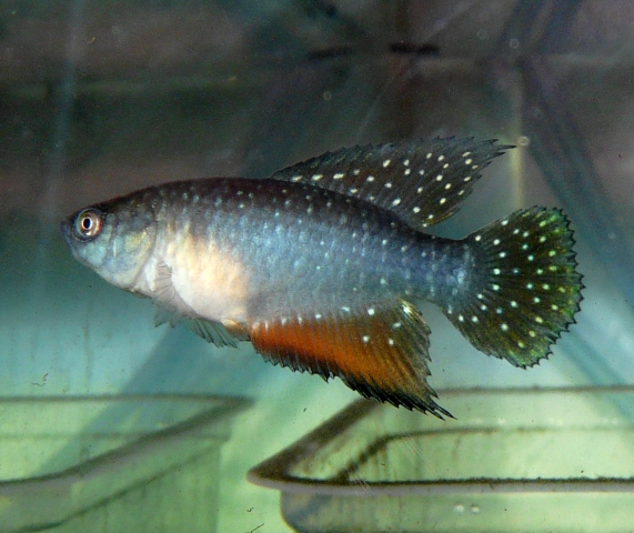 simps_antenori _ _2_