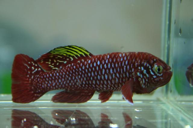 N.sp.aff. furzeri MZCS 08-91 Gorongosa