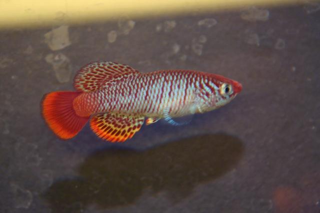 Nothobranchius sp. Piti River TSTS 2010-07