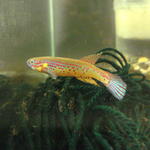 A.bochtleri "GWW 86/11"