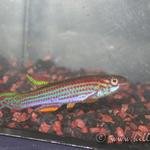 Aphyosemion striatum