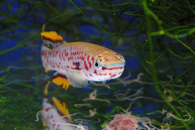 Fundulopanchax gardneri nigerianus P82