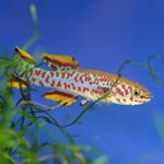 Fundulopanchax gardneri nigerianus P82