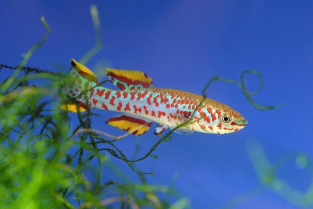 Fundulopanchax gardneri nigerianus P82