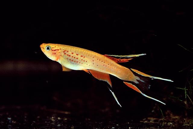 Aphyosemion australe Gold