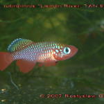 Notho.cardinalis (rubripinnis)