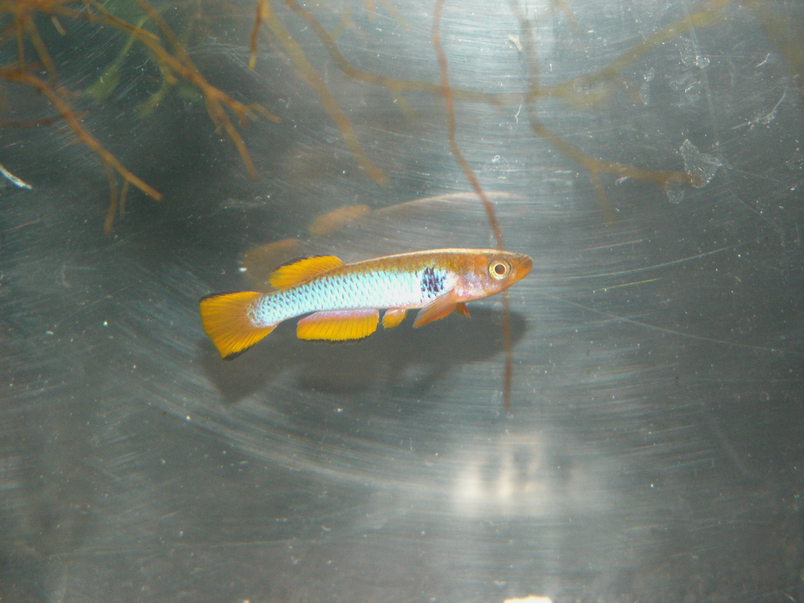 A.ocellatum GJS 00/5 Sikasika