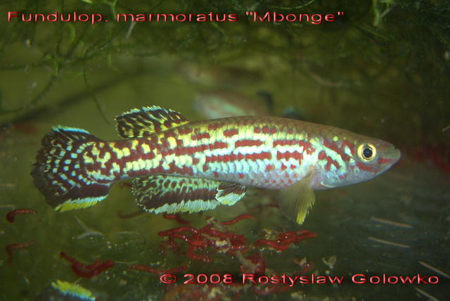Fundulop. marmoratus "Mbonge"