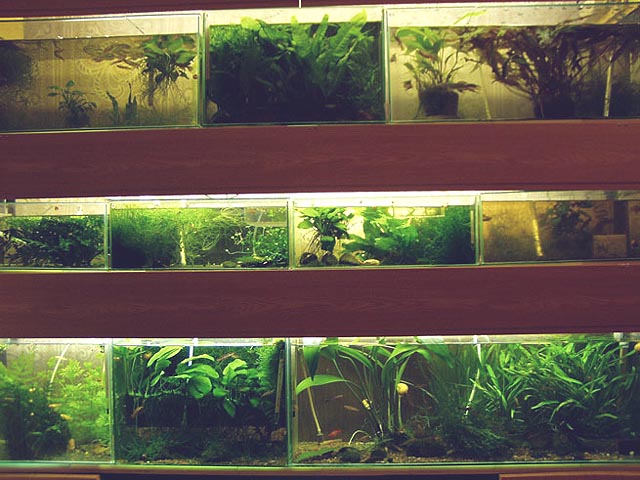 Стойка, где<br />
обитают killifish'ы.