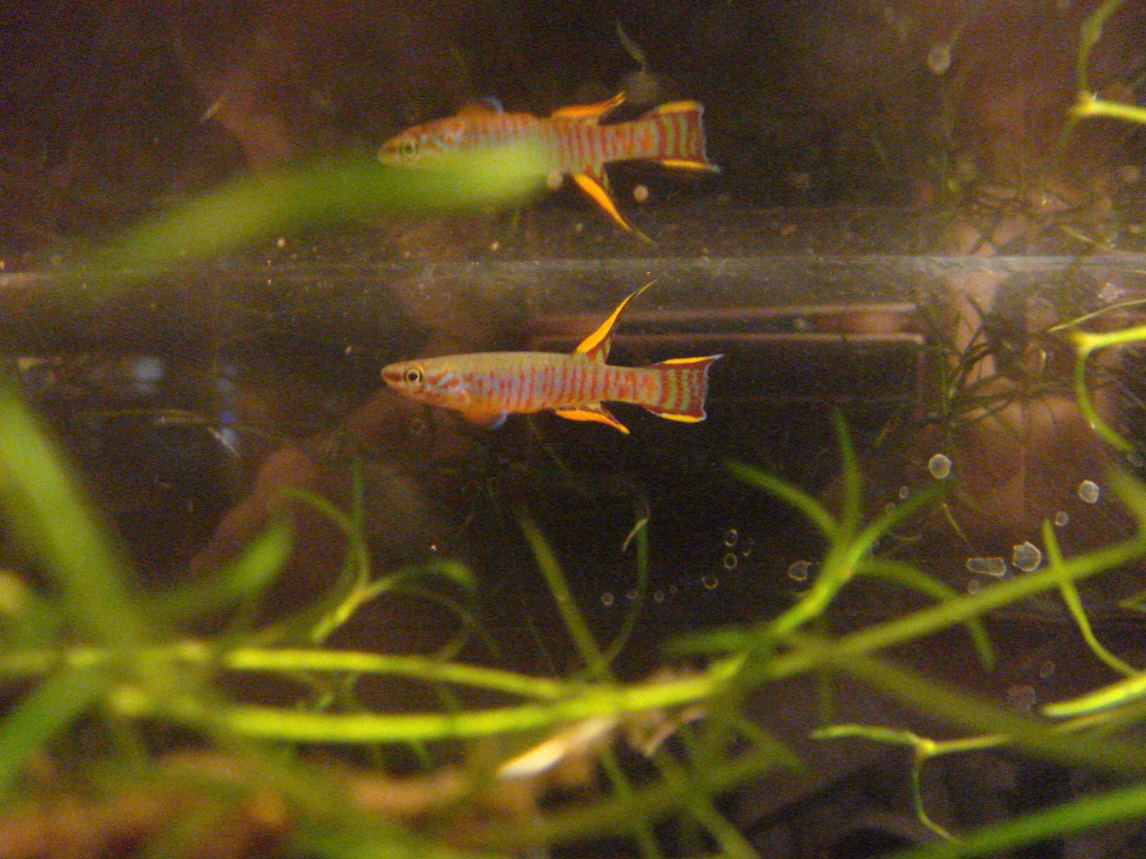 A.exiguum "GKCAR 90/8"