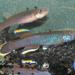 A.celiae