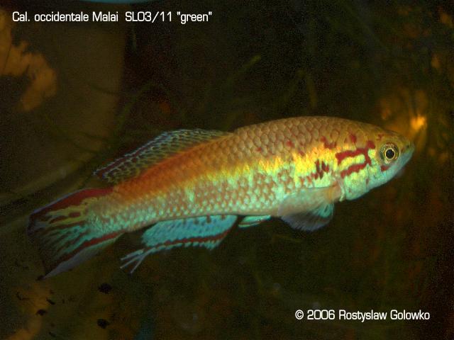 Callopanchax occidentalis "Malai, SL03/11" green