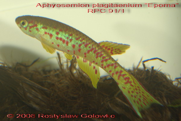 A.plagitaeniatum 'Epoma' RPC 91/1