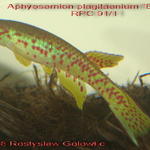 A.plagitaeniatum 'Epoma' RPC 91/1