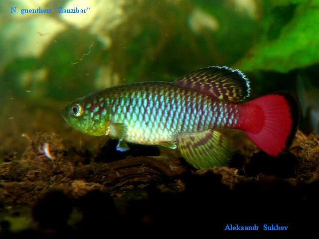 N.guentheri'Zanzibar'