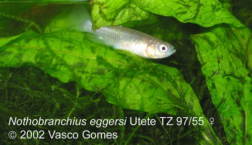 Notho.eggersi "TZ 97/55"