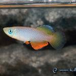 Notho.janpapi "TAN RB 05/40"
фото - Константин Шидловский, 2005