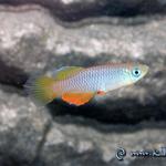 Notho.janpapi "TAN RB 05/40"
фото - Константин Шидловский, 2005