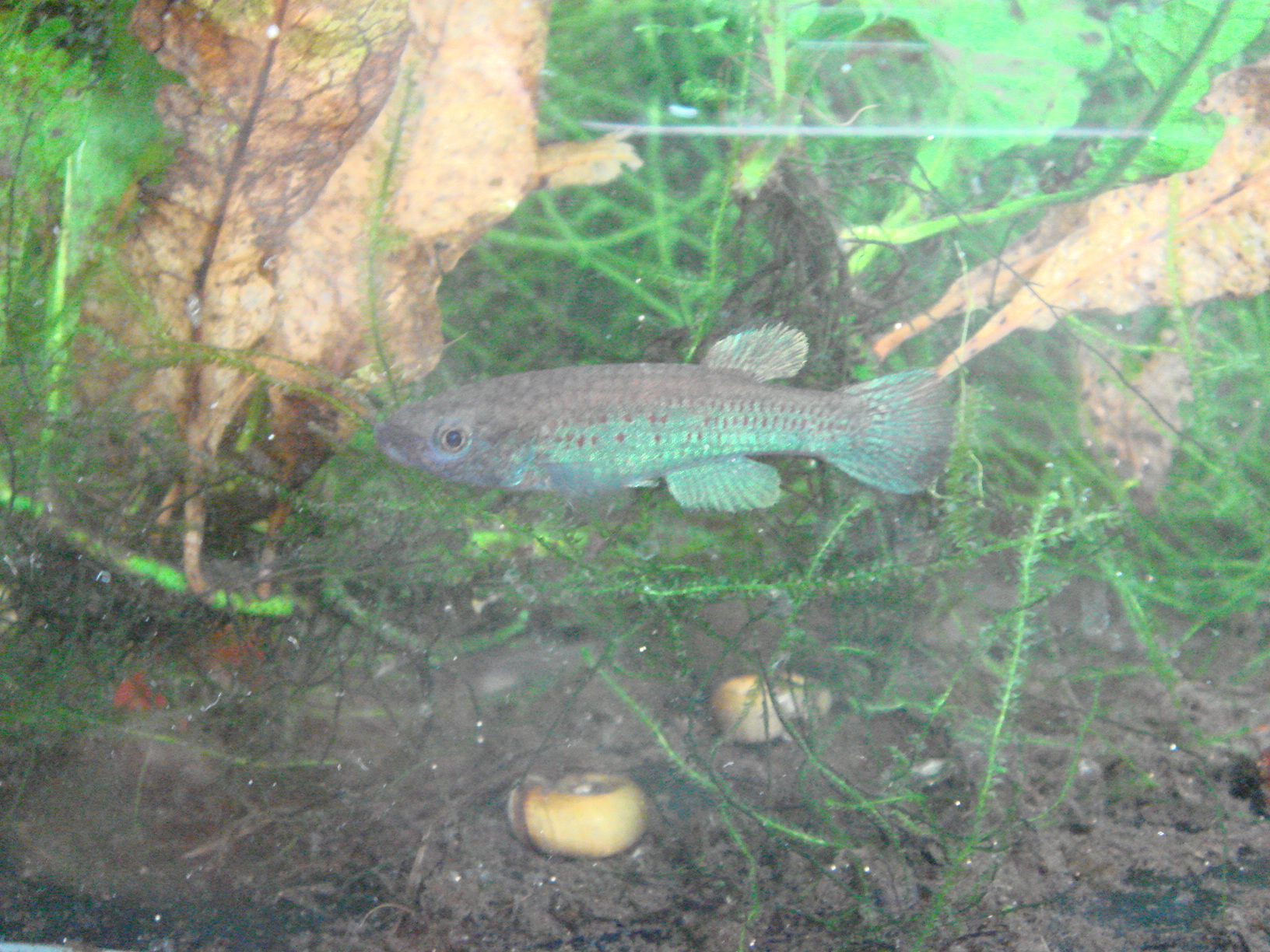 A.spec "PEG 2002/07" 