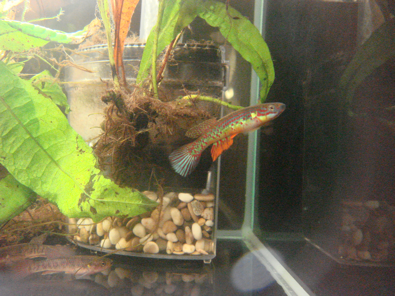 A.bochtleri 'GWW 86/11' 