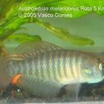Austrol.melanoorus