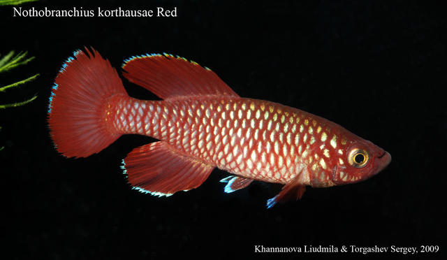 Noth.korthausae Red