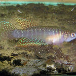  Simp.papilliferus "Inoa"  ♂