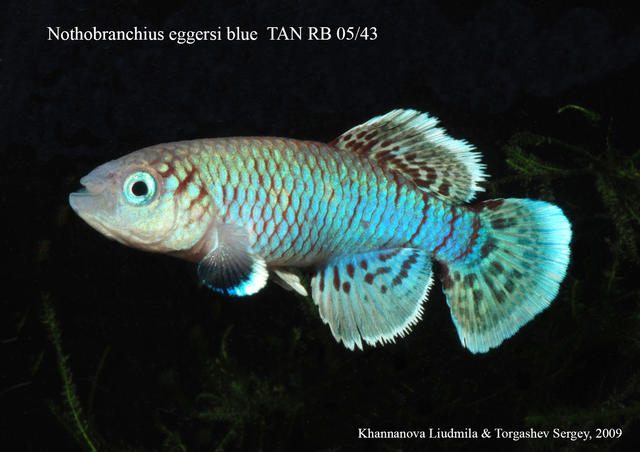 Noth.eggesi 'TAN RB 05/43' Blue