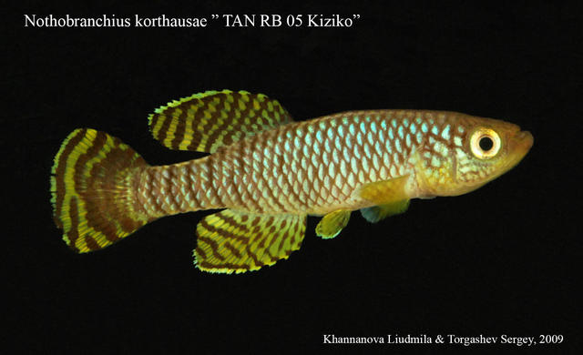 Noth.korthausae 'TAN RB 05 Kiziko'