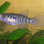  Simp.papilliferus "Inoa"  ♀