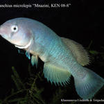 Notho.microlepis
