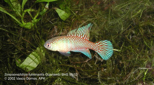 Simps_fulminantis_Guanambi_BHS95-12_3