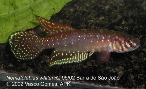 Nematolebias_whitei_RJ95-02_Barra_Sao_Joao
