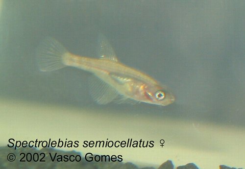 Spectrolebias_semiocellatus_F_2