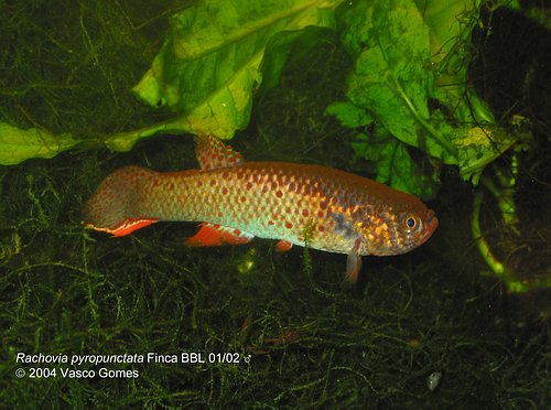 Rachovia_pyropunctata_Finca_BBL01-02_Bachaquero_M_1