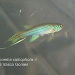 Micromoema_xiphophora_M_1