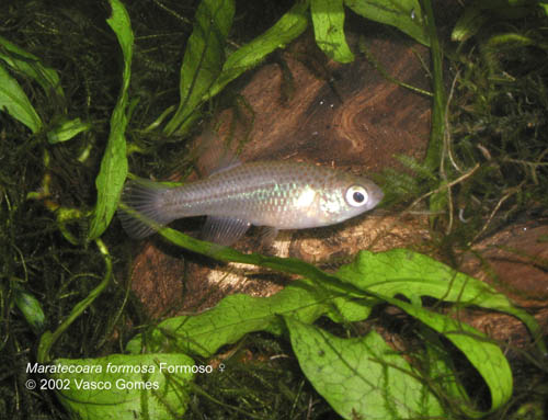 Maratecoara_formosa_Formoso_6_F