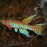 Aphyosemion elberti CSTS 07/02