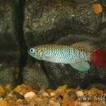 Notho.melanospilus 'Lihonja, TAN 97/25'