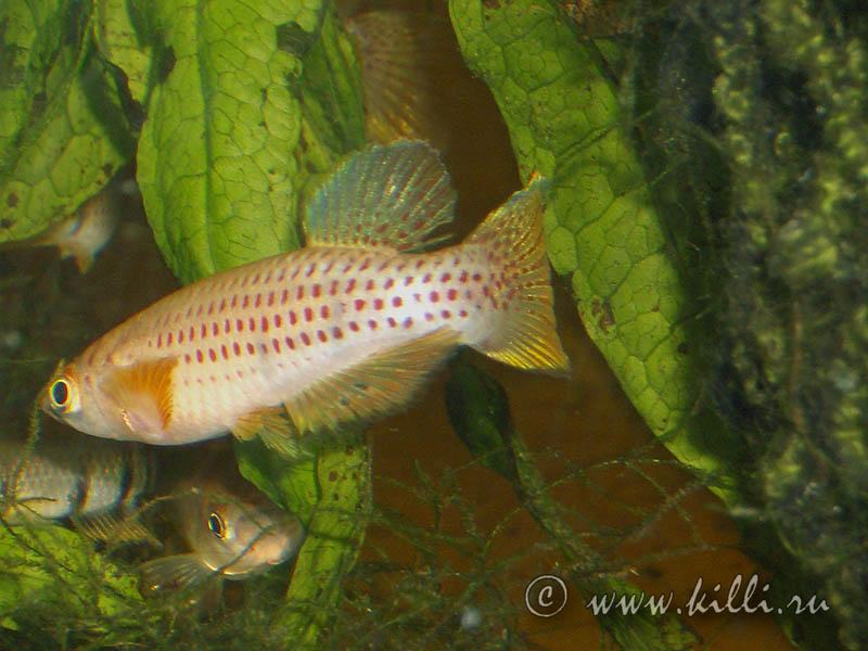 Epi.chaperi chaperi 'Angona'