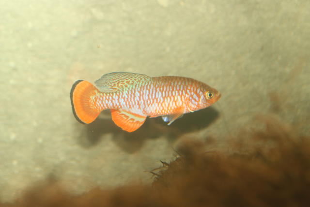 Nothobranchius kafuensis 'Lukanga, ZAM 2008-2'