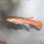 Aphyosemion exigoideum 'Mandilou GEM 2006/6'