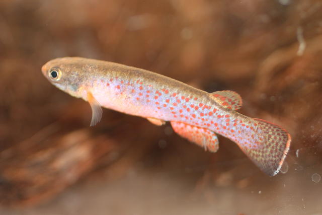 Rivulus chucunaque 'PAN 2006/31'