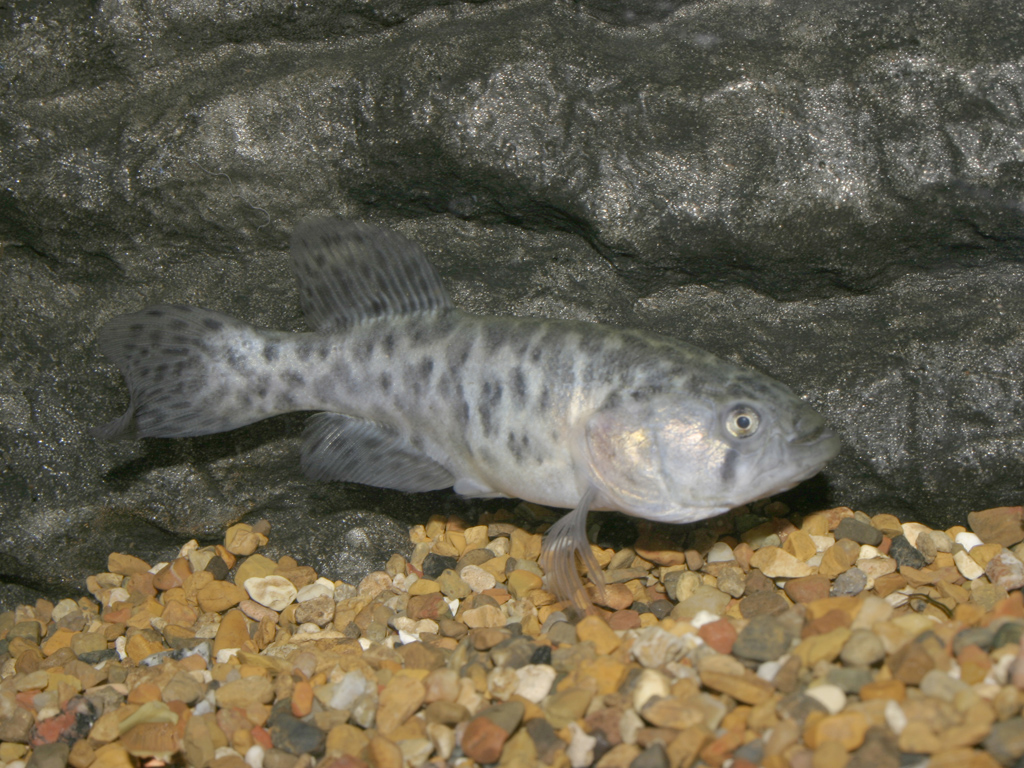 Mega.elongatus 
самка