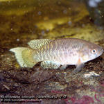 Austrof.leohoignei 'Sanare, RDB 92-17'