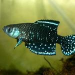 Austrolebias nigripinnis 'Arroyo Tajamar'