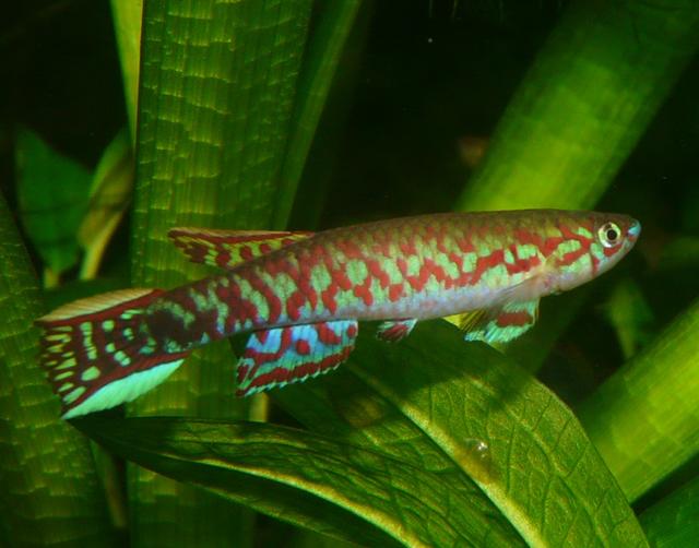 Scr.chaytori 'CI 2007 AG'